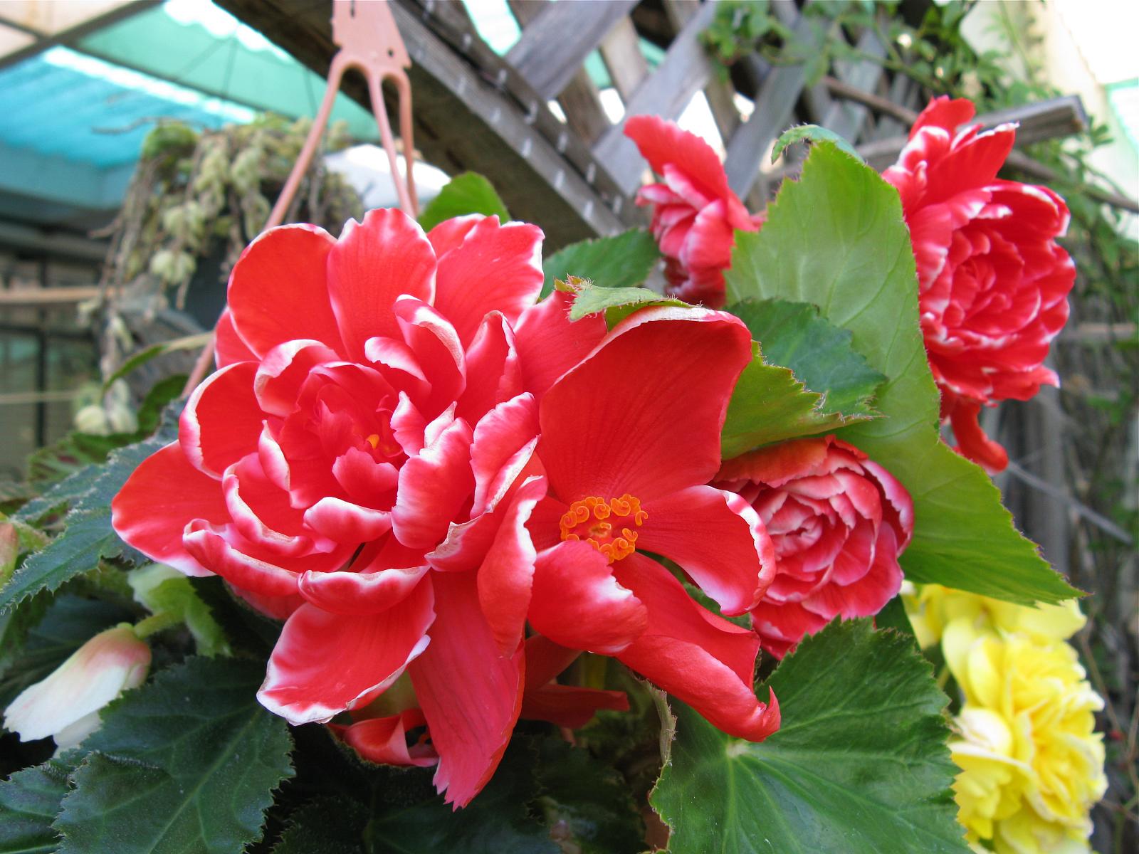 بگونیای غده ای